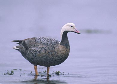 Emperor Goose (Chen canagica) photo image