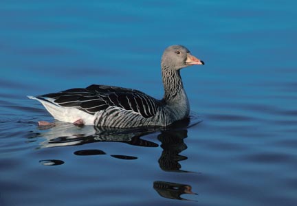 Greylag Goose (Anser anser) photo image