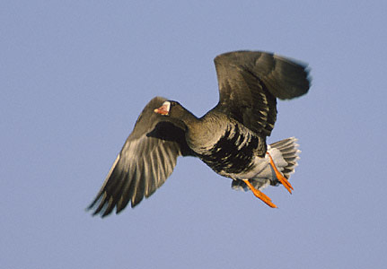 Greater White-fronted Goose (Anser albifrons) photo image
