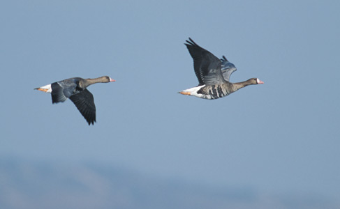 Greater White-fronted Goose (Anser albifrons) photo image