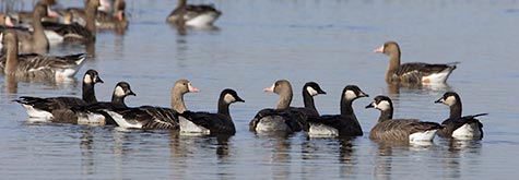 Greater White-fronted Goose (Anser albifrons) photo image