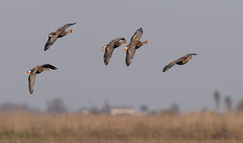 Greater White-fronted Goose (Anser albifrons) photo image