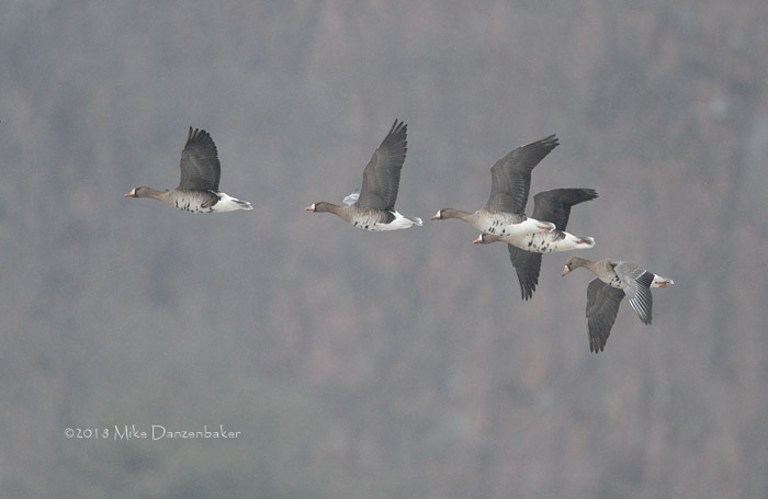 Greater White-fronted Goose (Anser albifrons) photo