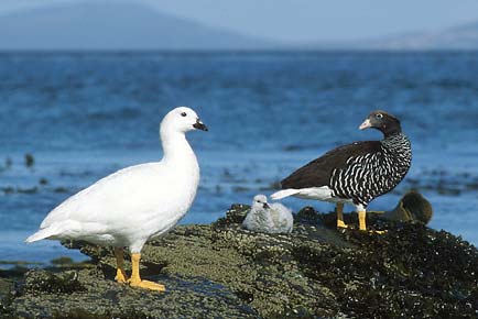 Kelp Goose (Chloephaga hybrida) photo image