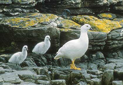 Kelp Goose (Chloephaga hybrida) photo image