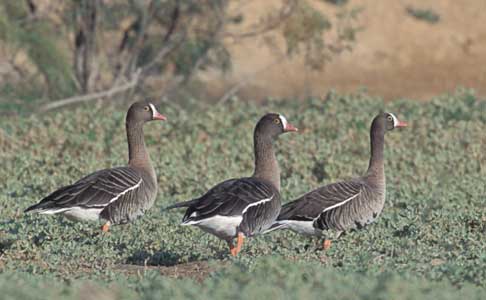 Lesser White-fronted Goose (Anser erythropus) photo image