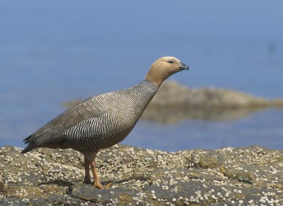 Ruddy-headed Goose (Chloephaga rubidiceps) photo image