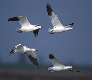 Ross's Goose (Chen rossii) photo image