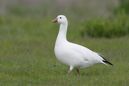 Ross's Goose (Chen rossii) photo image
