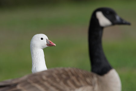 Ross's Goose (Chen rossii) photo image