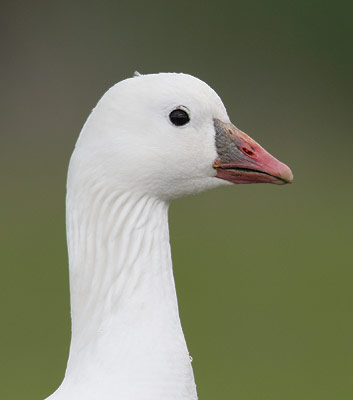 Ross's Goose (Chen rossii) photo image