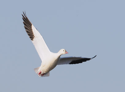Ross's Goose (Chen rossii) photo image