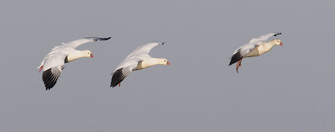 Ross's Goose (Chen rossii) photo image