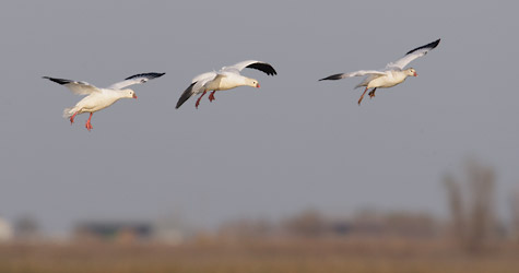 Ross's Goose (Chen rossii) photo image