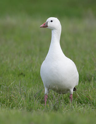 Ross's Goose (Chen rossii) photo image