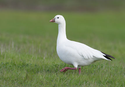 Ross's Goose (Chen rossii) photo image