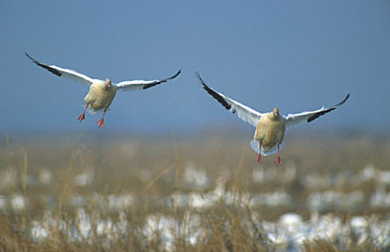 Snow Goose (Chen caerulescens) photo image