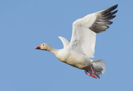 Snow Goose (Chen caerulescens) photo image