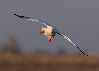 Snow Goose (Chen caerulescens) photo image