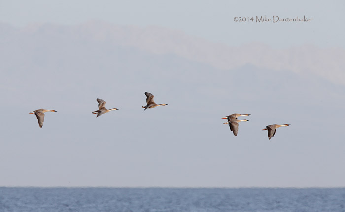 Swan Goose (Anser cygnoides) photo