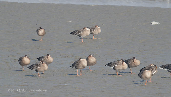 Swan Goose (Anser cygnoides) photo