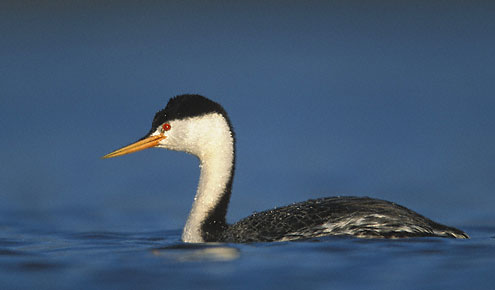 Clark's Grebe (Aechmophorus clarkii) photo image