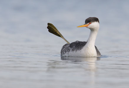 Clark's Grebe (Aechmophorus clarkii) photo image