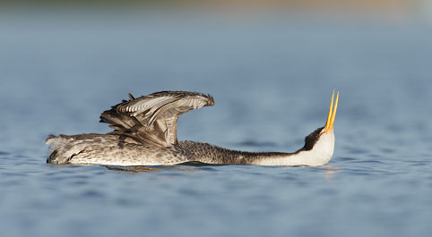 Clark's Grebe (Aechmophorus clarkii) photo image