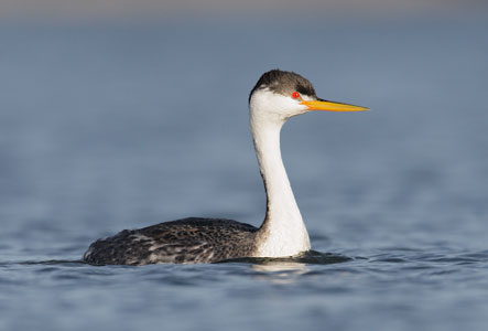 Clark's Grebe (Aechmophorus clarkii) photo