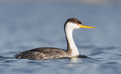 Clark's Grebe (Aechmophorus clarkii) photo