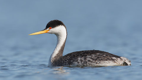 Clark's Grebe (Aechmophorus clarkii) photo image