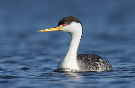 Clark's Grebe (Aechmophorus clarkii) photo