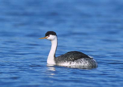 Clark's Grebe (Aechmophorus clarkii) photo image