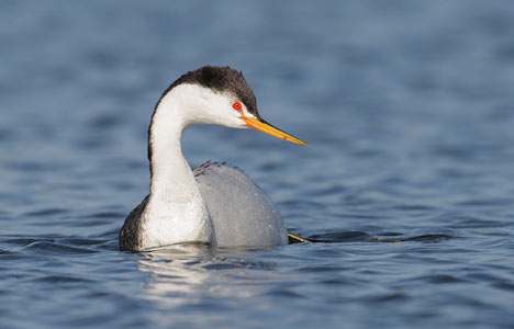 Clark's Grebe (Aechmophorus clarkii) photo image