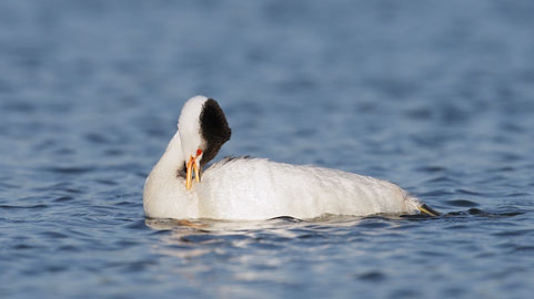 Clark's Grebe (Aechmophorus clarkii) photo image