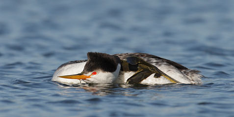 Clark's Grebe (Aechmophorus clarkii) photo image