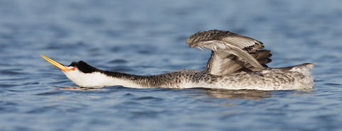 Clark's Grebe (Aechmophorus clarkii) photo image