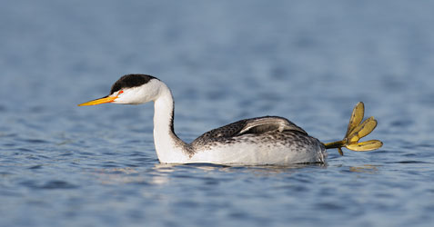 Clark's Grebe (Aechmophorus clarkii) photo