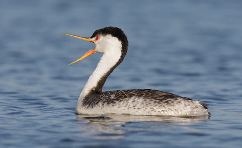 Clark's Grebe (Aechmophorus clarkii) photo image