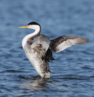 Clark's Grebe (Aechmophorus clarkii) photo image