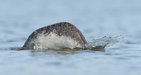 Clark's Grebe (Aechmophorus clarkii) photo image