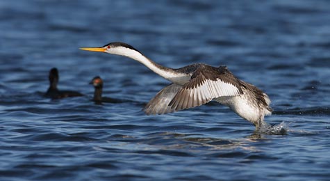 Clark's Grebe (Aechmophorus clarkii) photo image