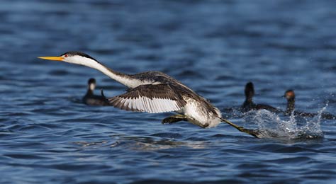 Clark's Grebe (Aechmophorus clarkii) photo image
