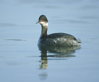 Eared Grebe (Podiceps nigricollis) photo image
