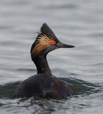 Eared Grebe (Podiceps nigricollis) photo image