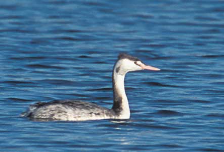 Great Crested Grebe (Podiceps cristatus) photo image
