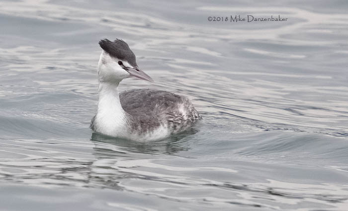 Great Crested Grebe (Podiceps cristatus) photo