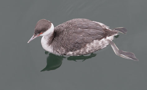 Horned Grebe (Podiceps auritus) photo