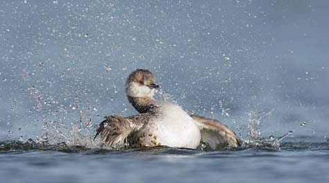 Horned Grebe (Podiceps auritus) photo