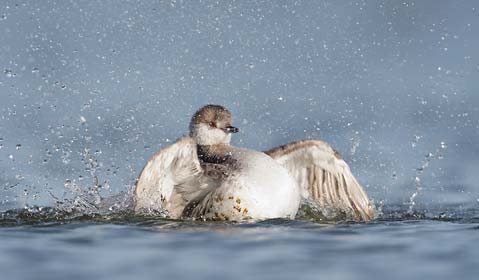 Horned Grebe (Podiceps auritus) photo